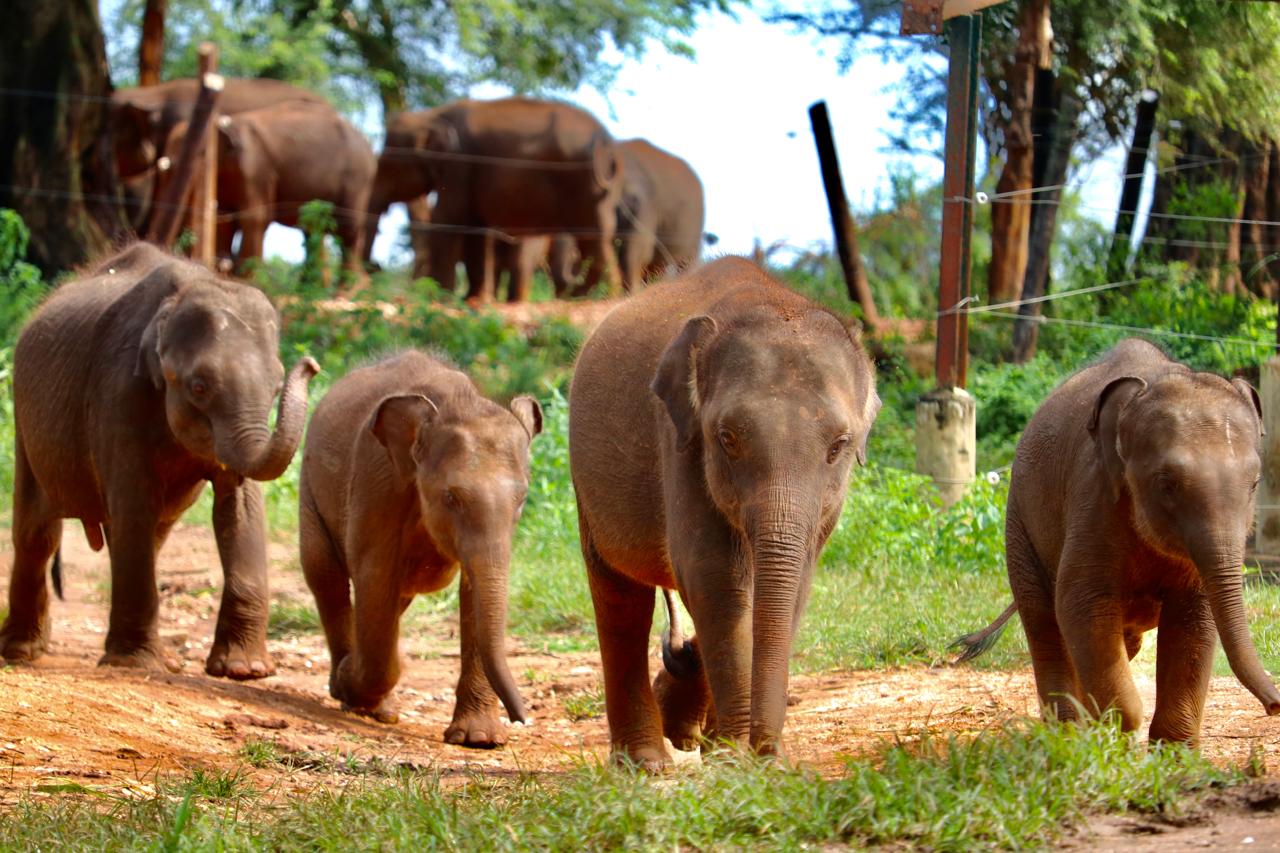 Asian elephants at the Pinnawala elephant orphanage near Kandy, Sri Lanka